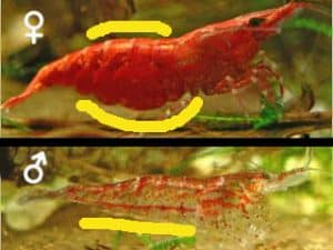 A Guide to Identifying the Sex of Shrimp