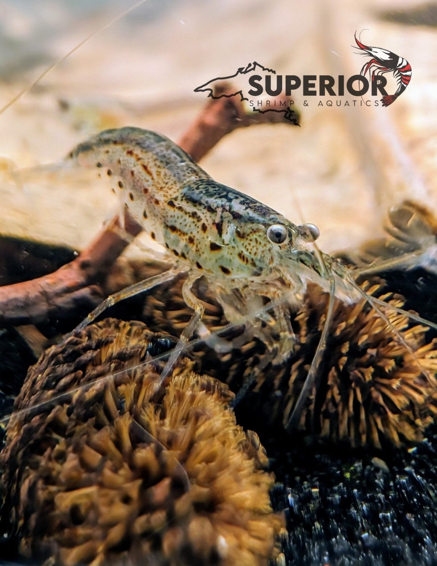 Amano Shrimp Care & Info Guide - Superior Shrimp & Aquatics