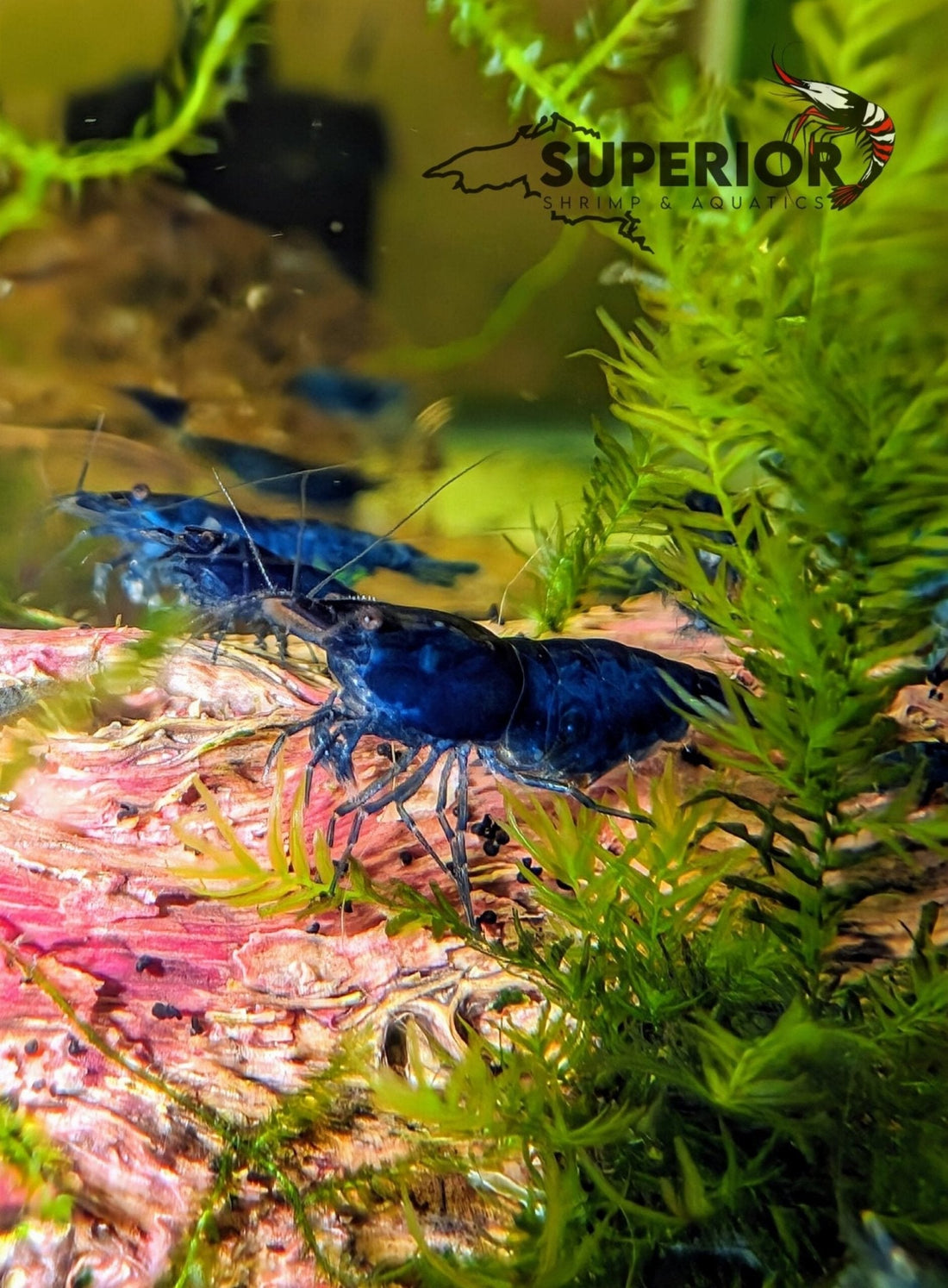 Blue Dream Shrimp Care and Breeding Guide - Superior Shrimp & Aquatics