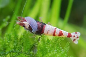 Eliminating Planaria in Your Aquarium: A Comprehensive Guide - Superior Shrimp & Aquatics