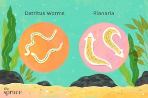 Exploring the Role of Detritus Worms: Guardians of Aquarium Health - Superior Shrimp & Aquatics