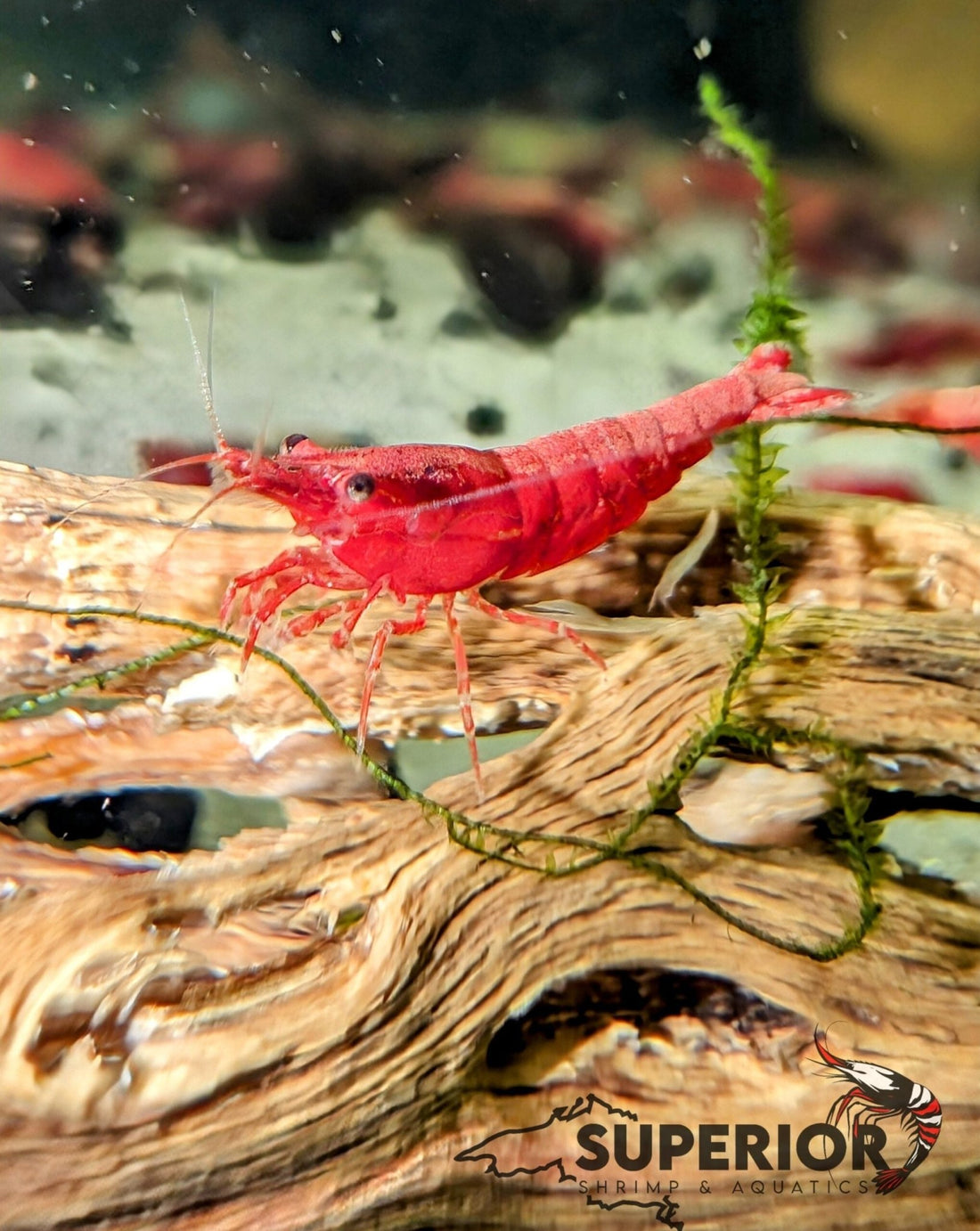 Creating the Perfect Environment for Neocaridina Shrimp: Tank Setup, Water Parameters & Care Guide - Superior Shrimp & Aquatics