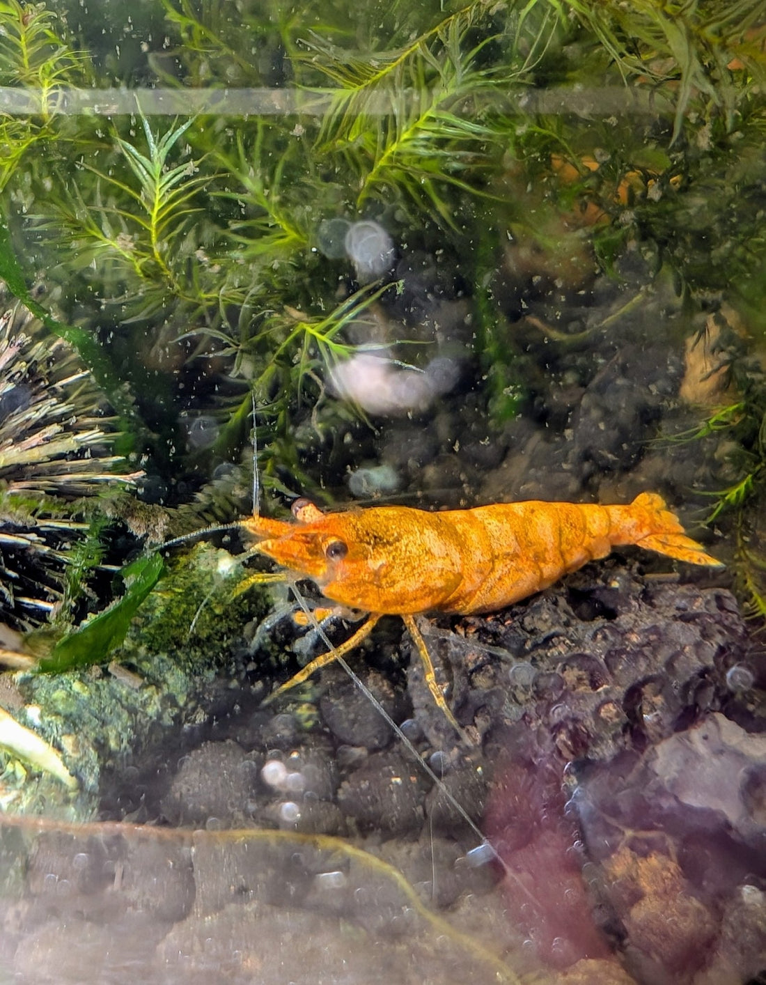 The Ultimate Sunkist Shrimp Care & Breeding Guide - Superior Shrimp & Aquatics