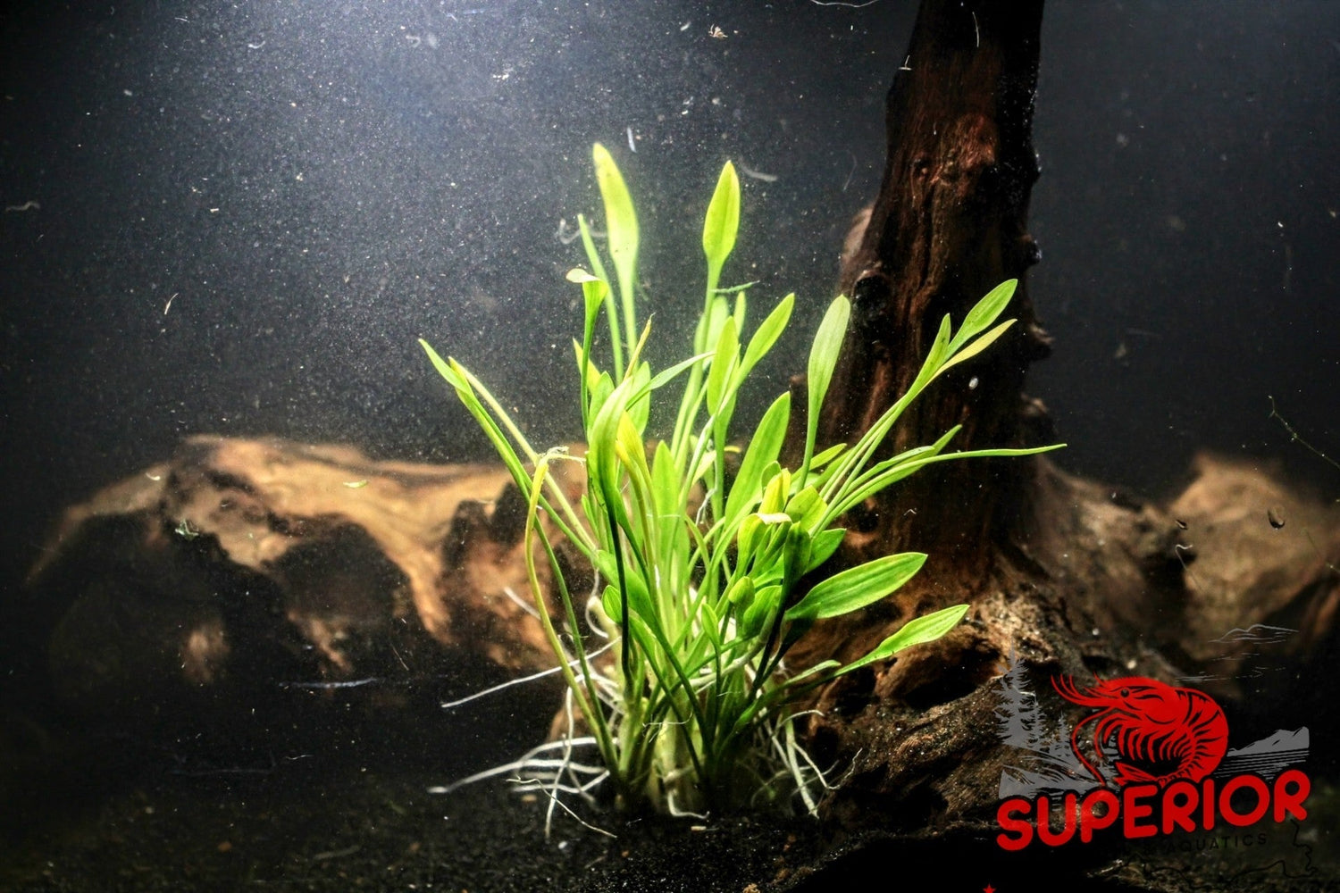 Cryptocoryne