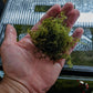 Christmas Moss (Pest Free) image 0