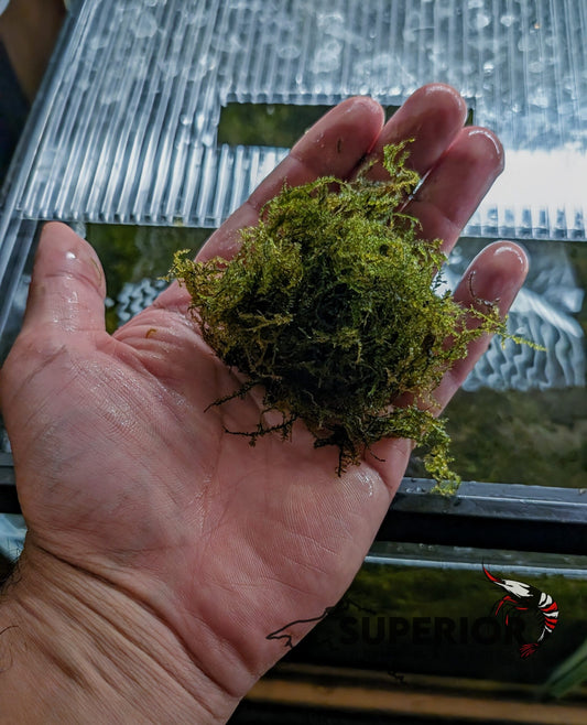 Christmas Moss (Pest Free) image 0