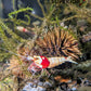 Pure Red Line (PRL) Shrimp image 0