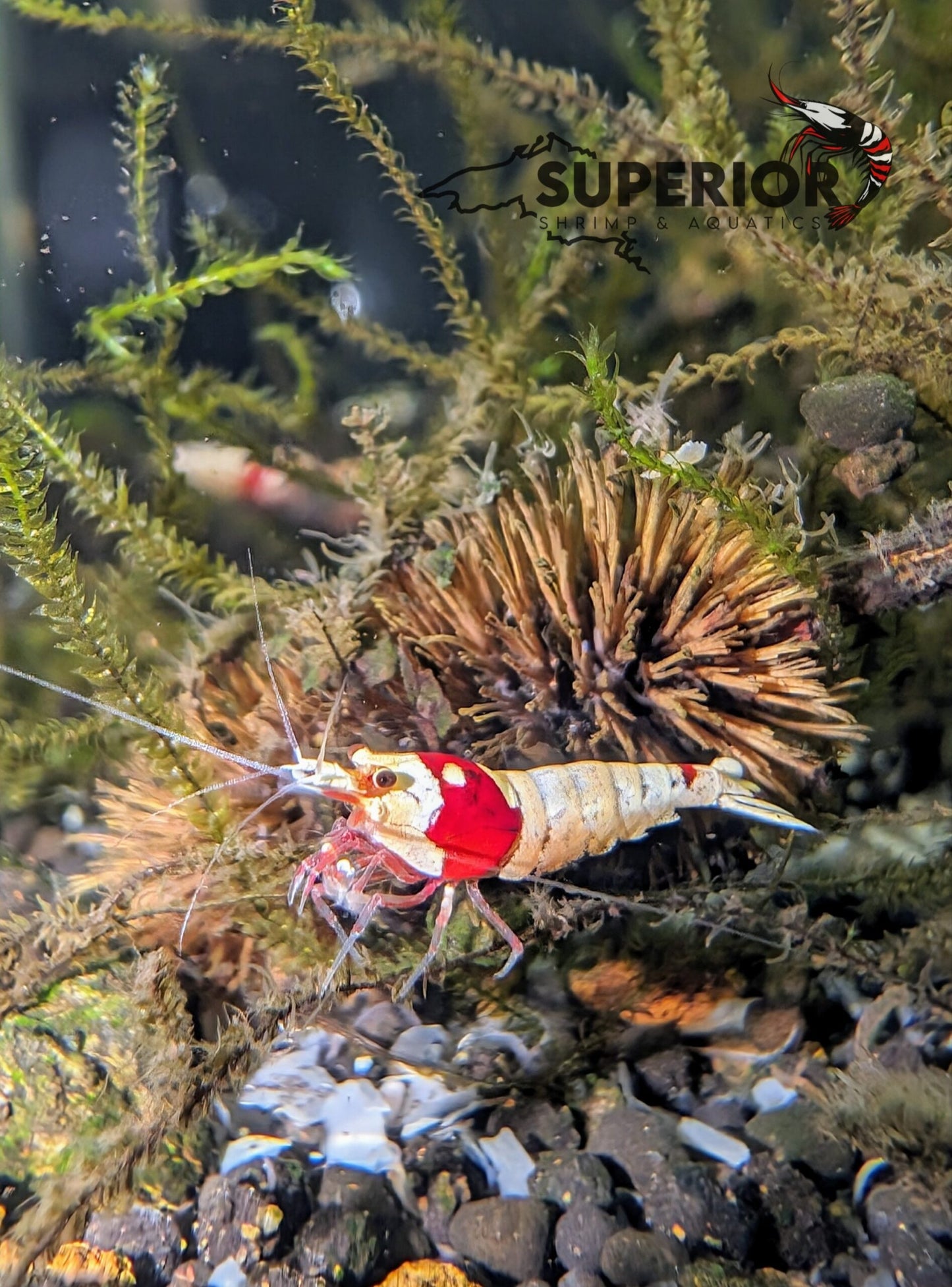 Pure Red Line (PRL) Shrimp image 0