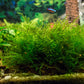 Java Moss (Pest Free) image 3