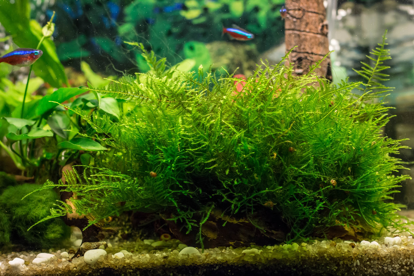 Java Moss (Pest Free) image 3