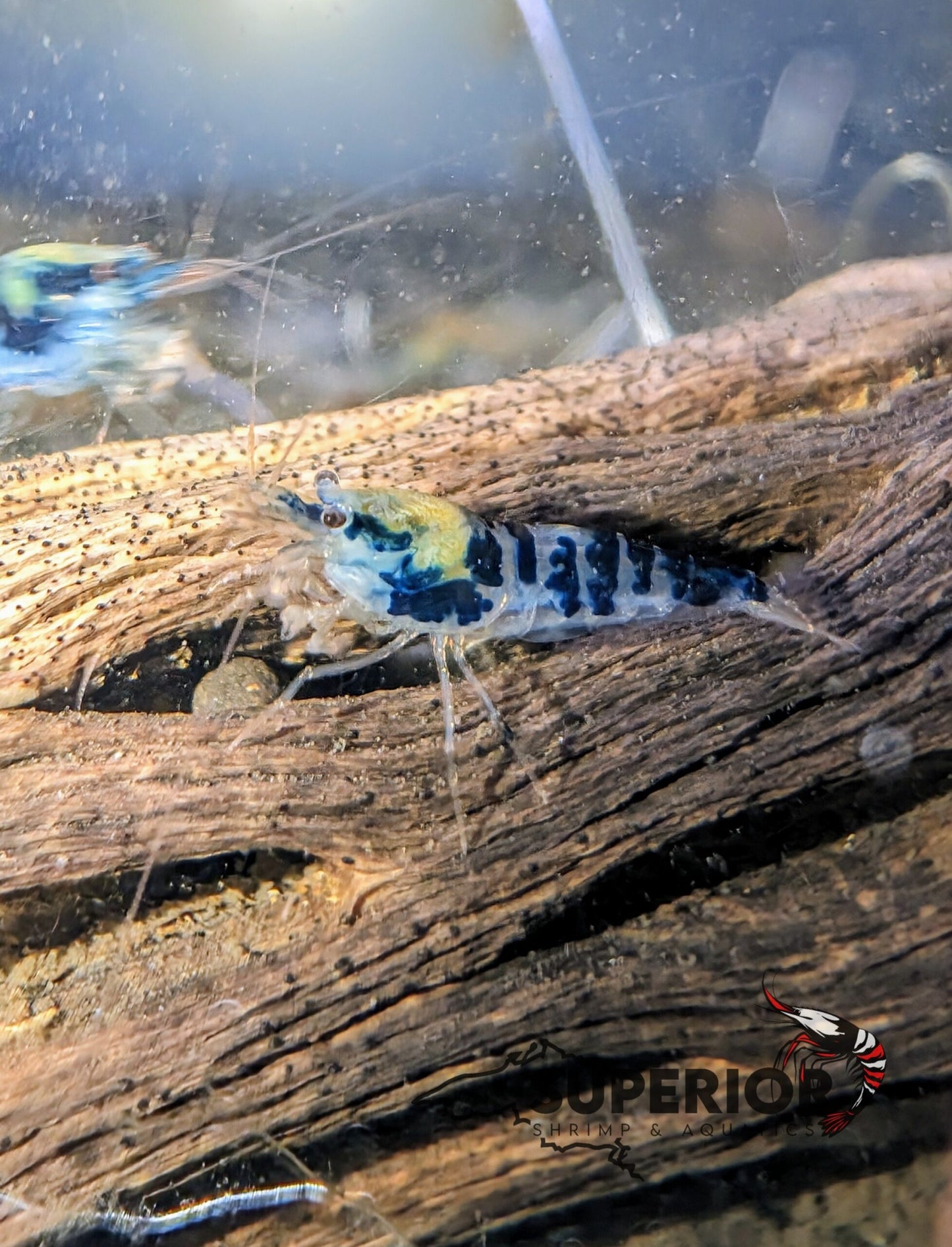 Blue Dragonblood Shrimp image 0