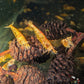 Koi Starburst Shrimp image 1