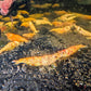 Koi Starburst Shrimp image 2