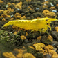 Yellow Goldenback Shrimp image 2