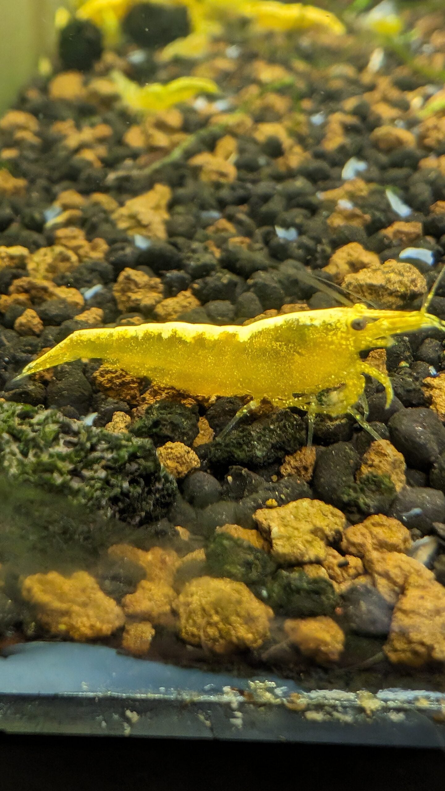 Yellow Goldenback Shrimp image 2