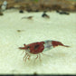 Red Rili Shrimp image 1