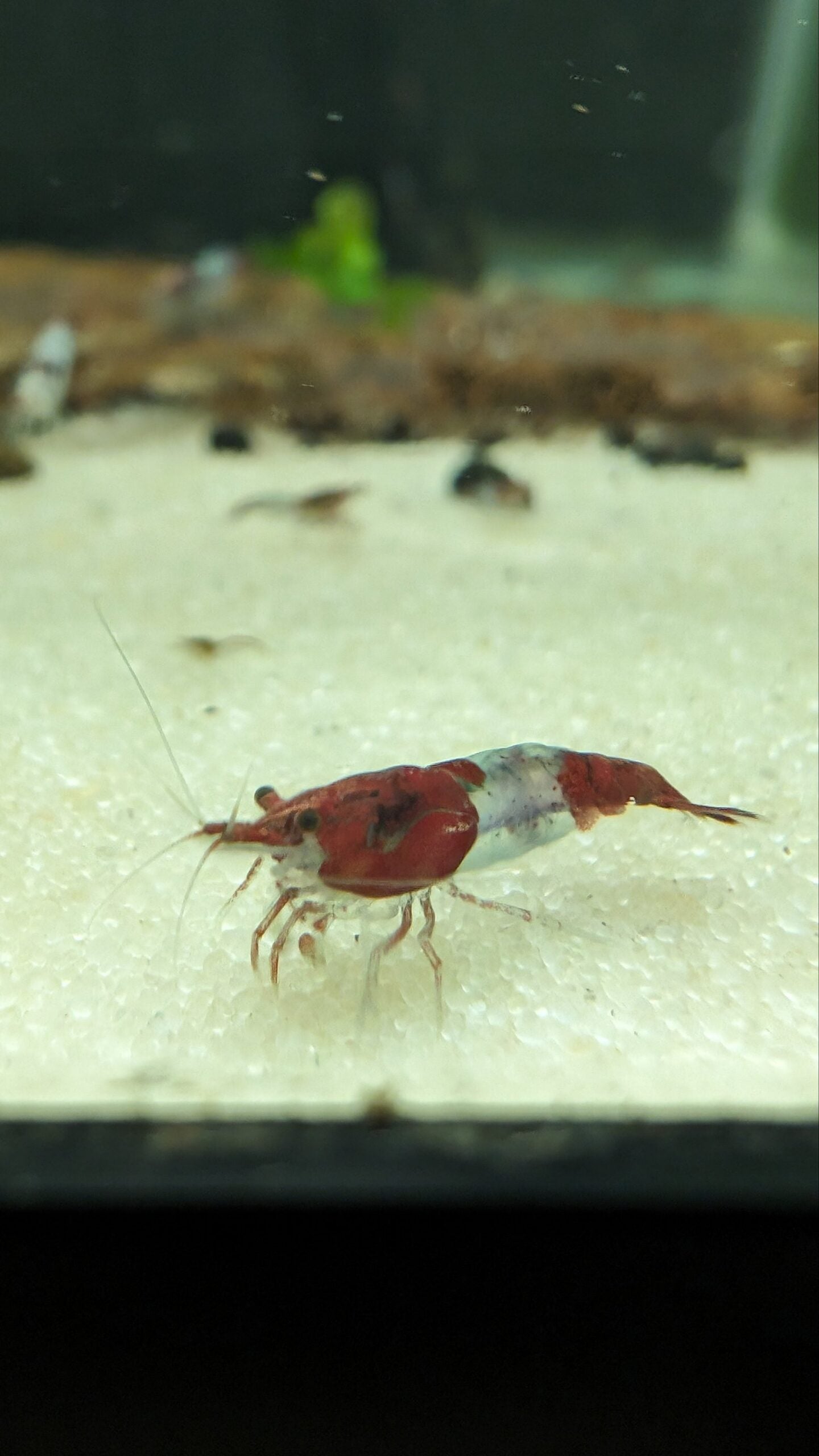 Red Rili Shrimp image 1