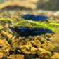 Blue Dream Shrimp image 1