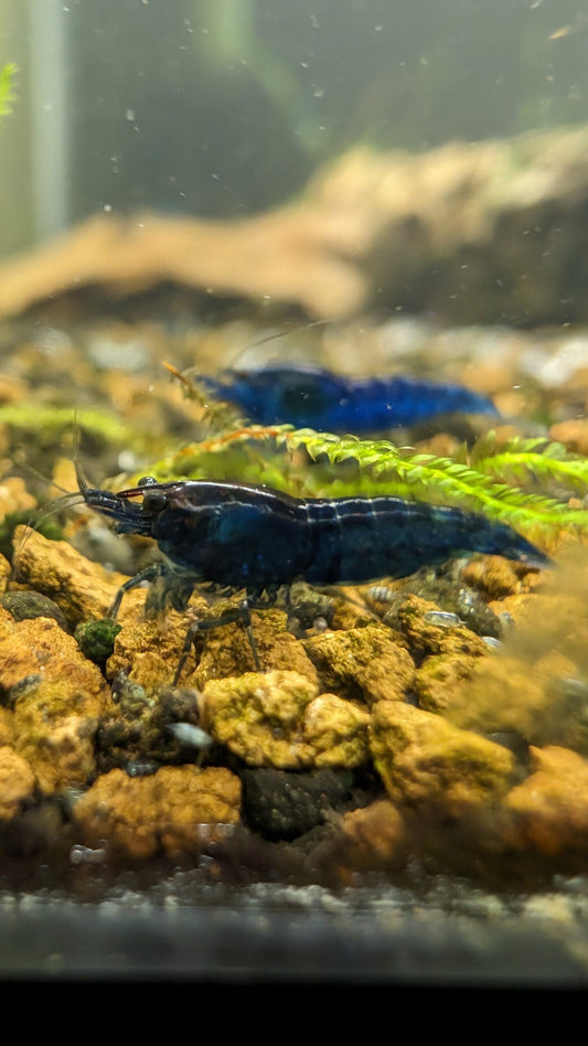 Blue Dream Shrimp image 1