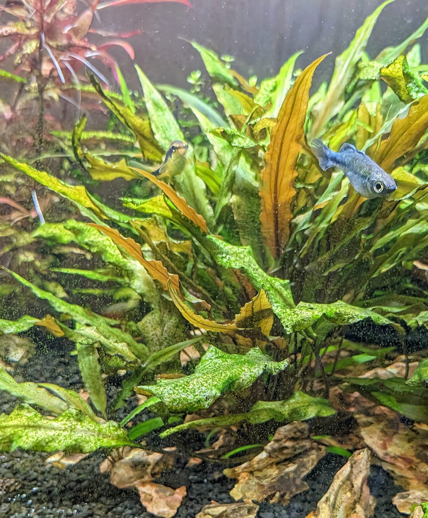 Cryptocoryne Wendtii image 0