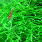 Java Moss (Pest Free) image 1