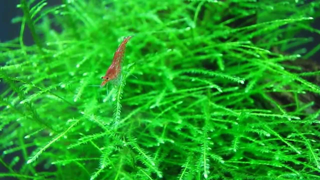 Java Moss (Pest Free) image 1