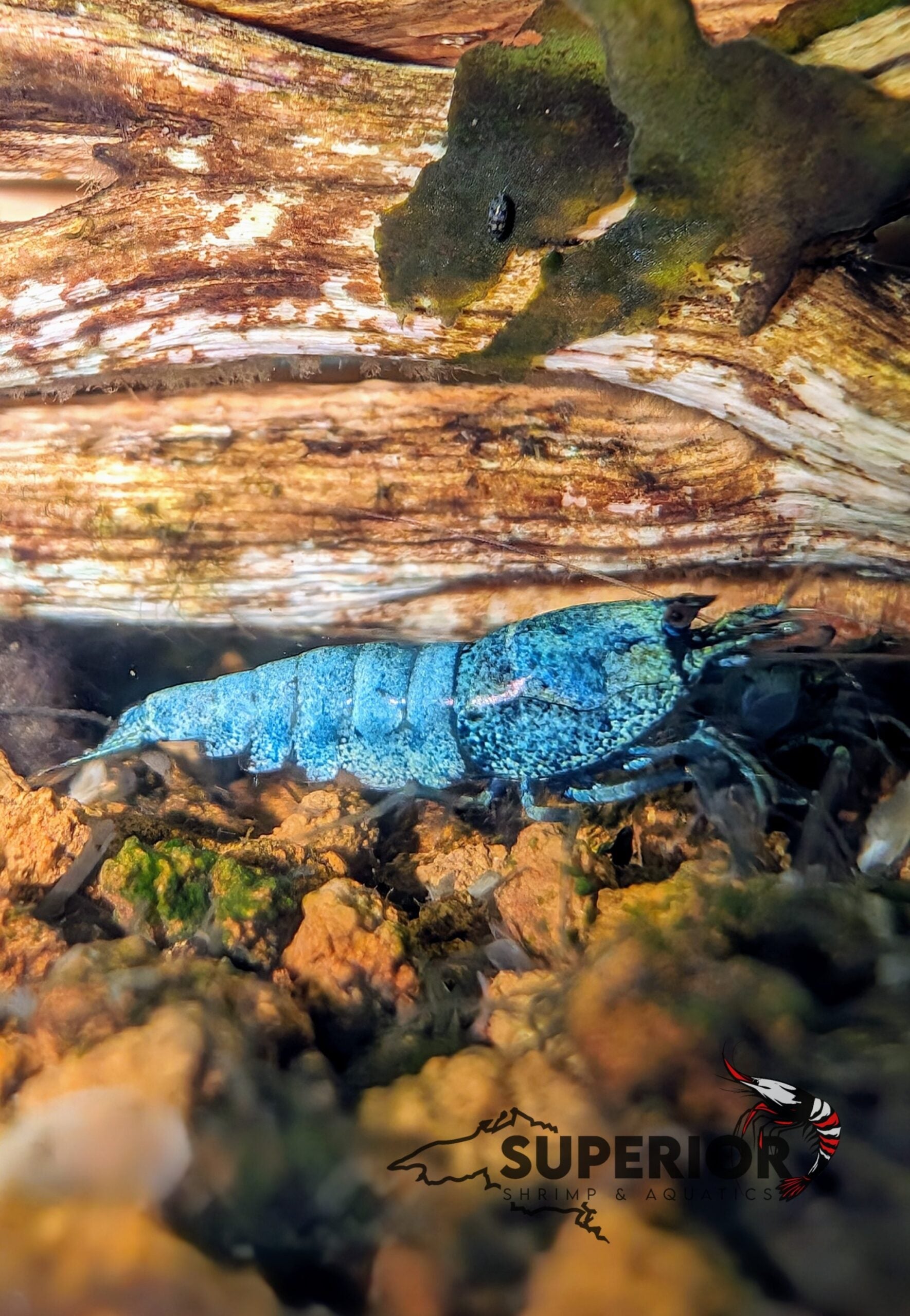 Extreme Blue Bolt Shrimp image 2