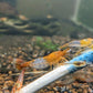 Orange Rili Shrimp image 1