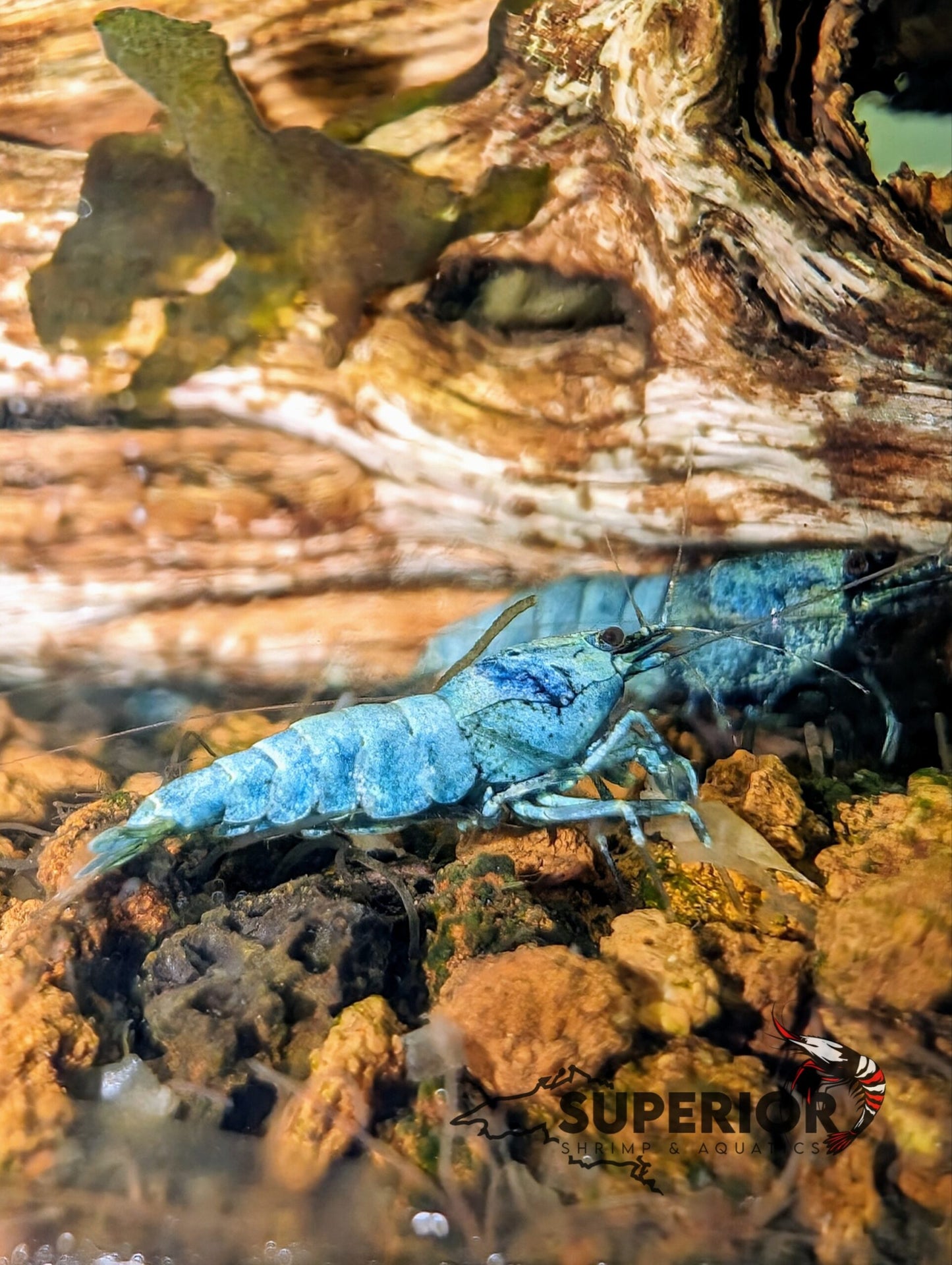 Extreme Blue Bolt Shrimp image 0