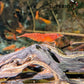 Blood Orange Shrimp image 1