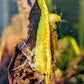 Yellow Goldenback Shrimp image 0