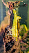 Yellow Goldenback Shrimp image 0