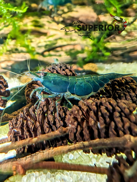 Green Jade Shrimp image 0