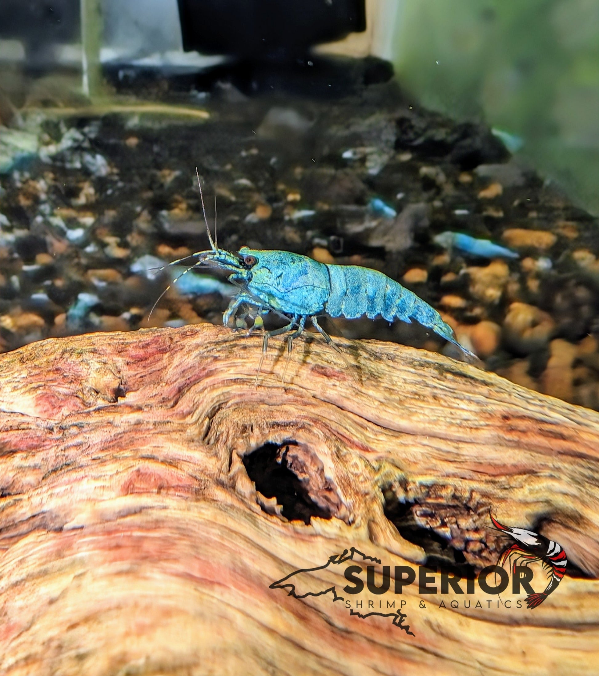 Extreme Blue Bolt Shrimp image 3