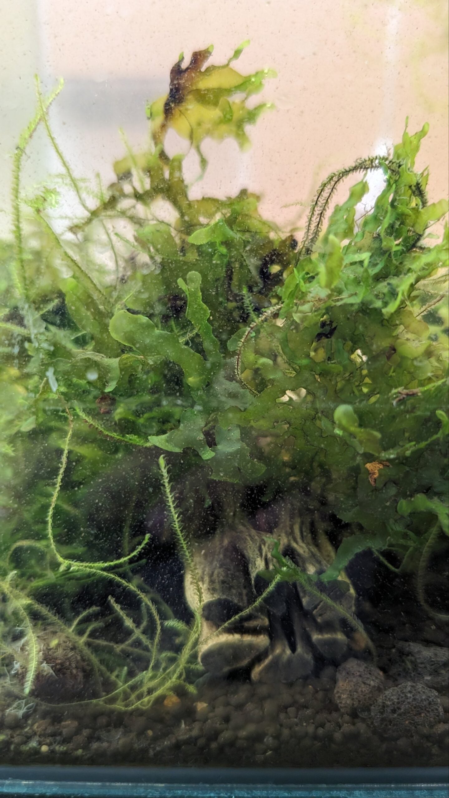 Subwassertang/Java Moss Mix image 0