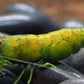 Cantaloupe Shrimp image 3