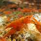 Blood Orange Shrimp image 3