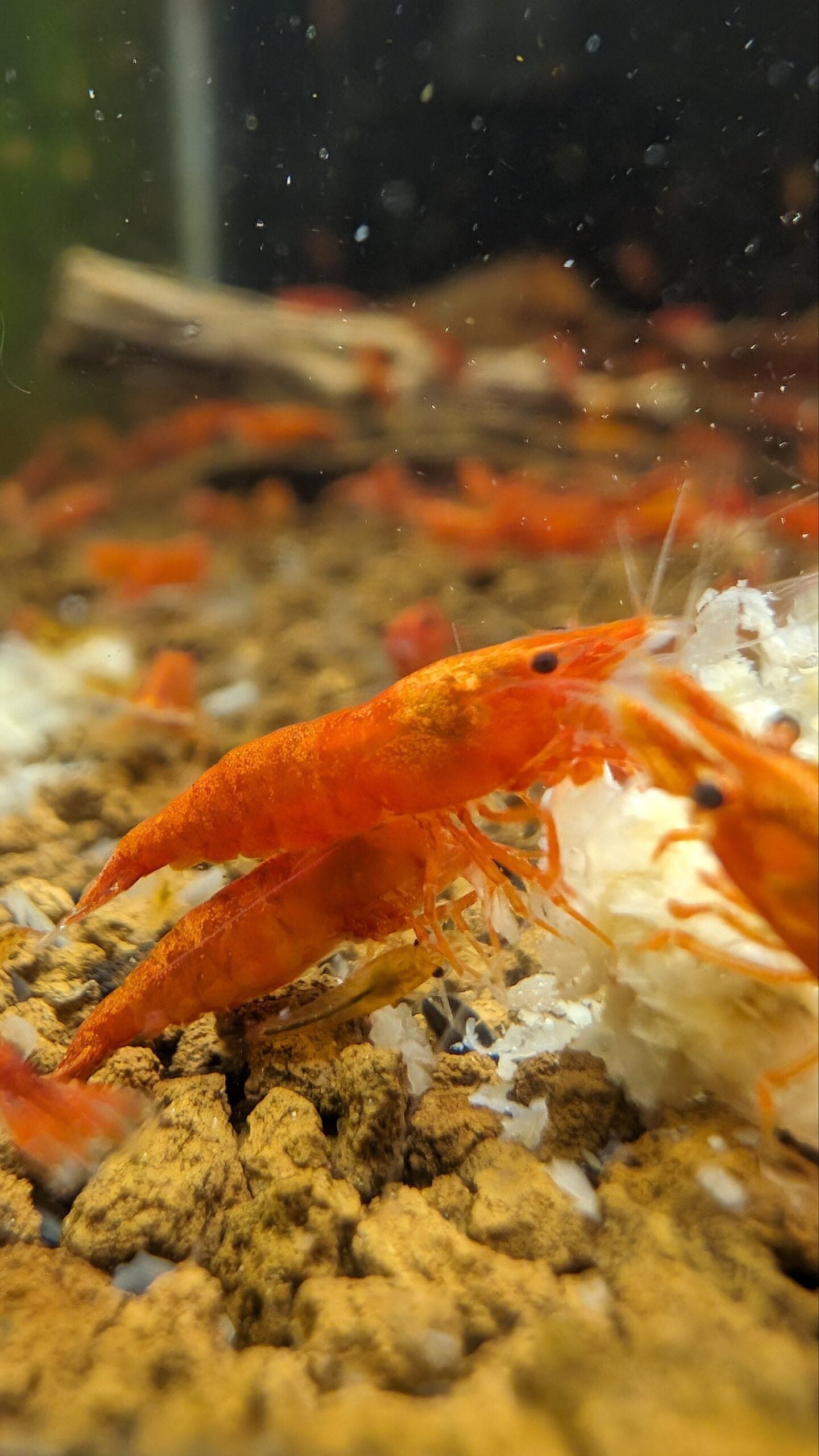 Blood Orange Shrimp image 3