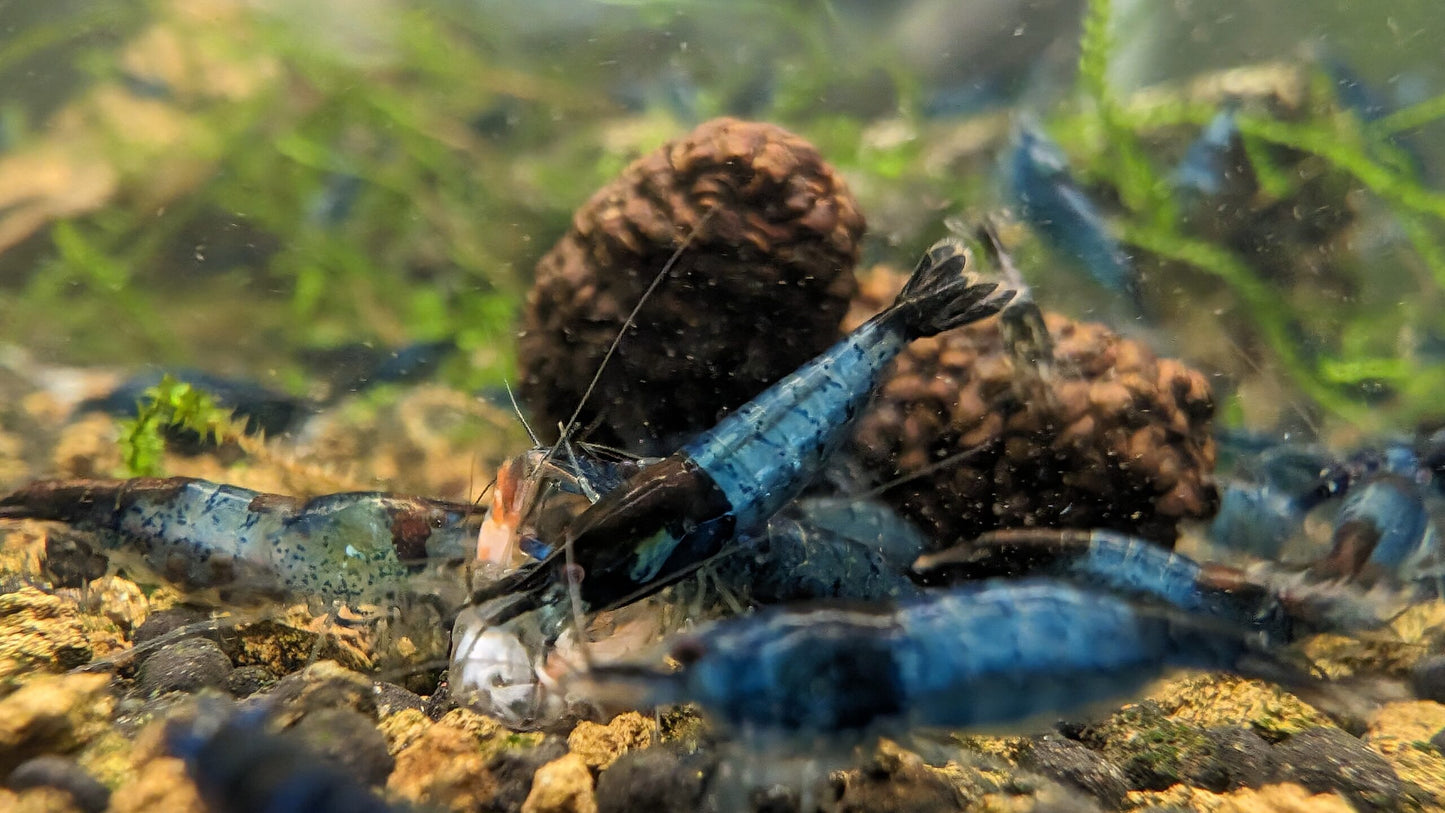 Blue Rili Shrimp image 1