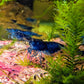 Blue Dream Shrimp image 0