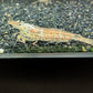 Amano Shrimp image 2