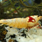 Pure Red Line (PRL) Shrimp image 1