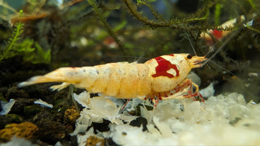 Pure Red Line (PRL) Shrimp image 1