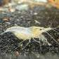 Snowball Shrimp image 1