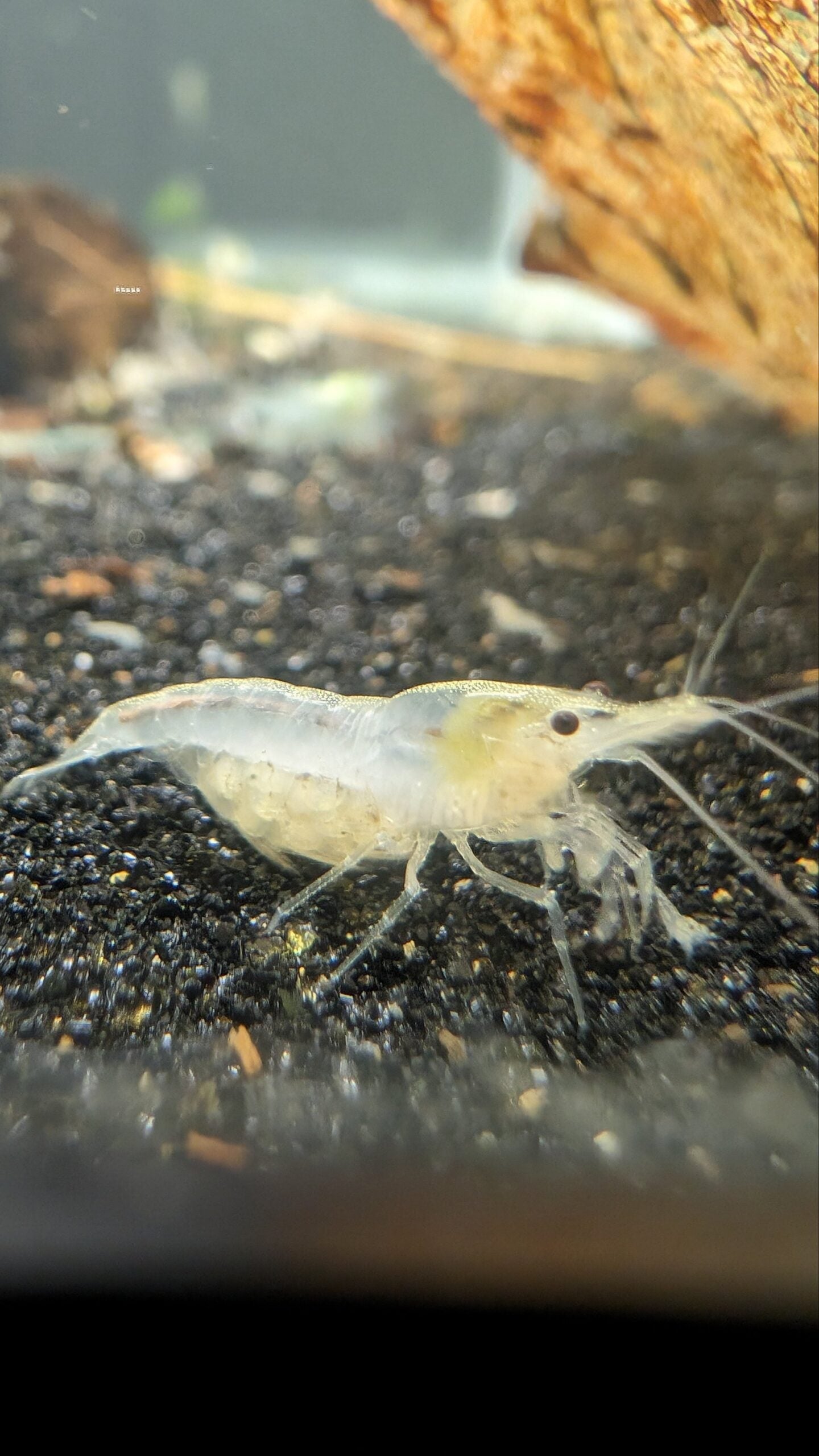 Snowball Shrimp image 1