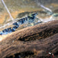 Blue Dragonblood Shrimp image 1