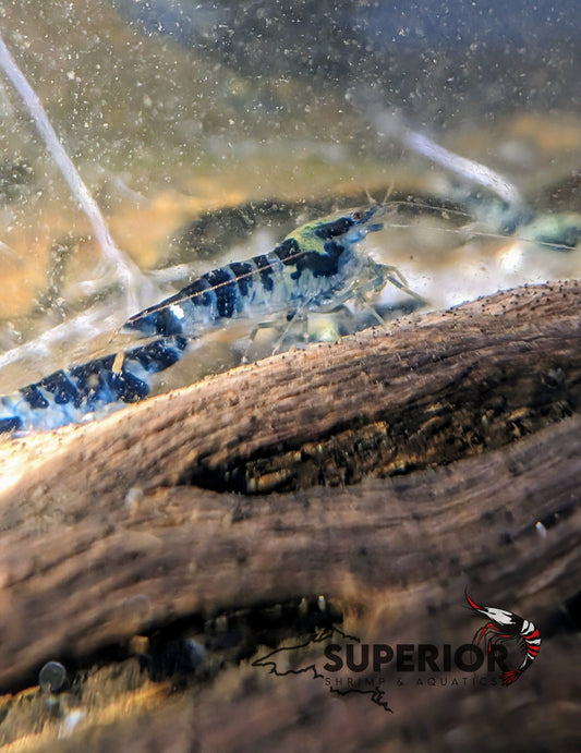 Blue Dragonblood Shrimp image 1