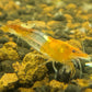 Orange Rili Shrimp image 2