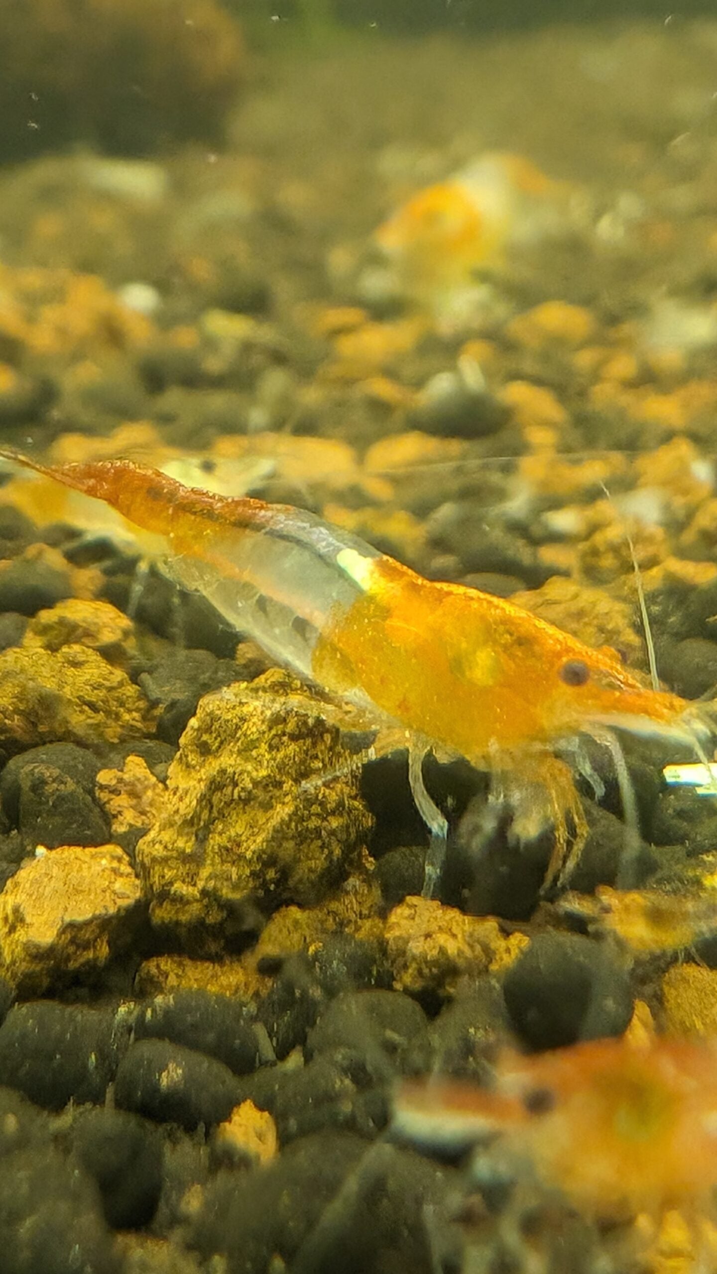 Orange Rili Shrimp image 2