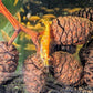 Koi Starburst Shrimp image 0